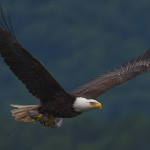 2010-bald-eagle-with-fish